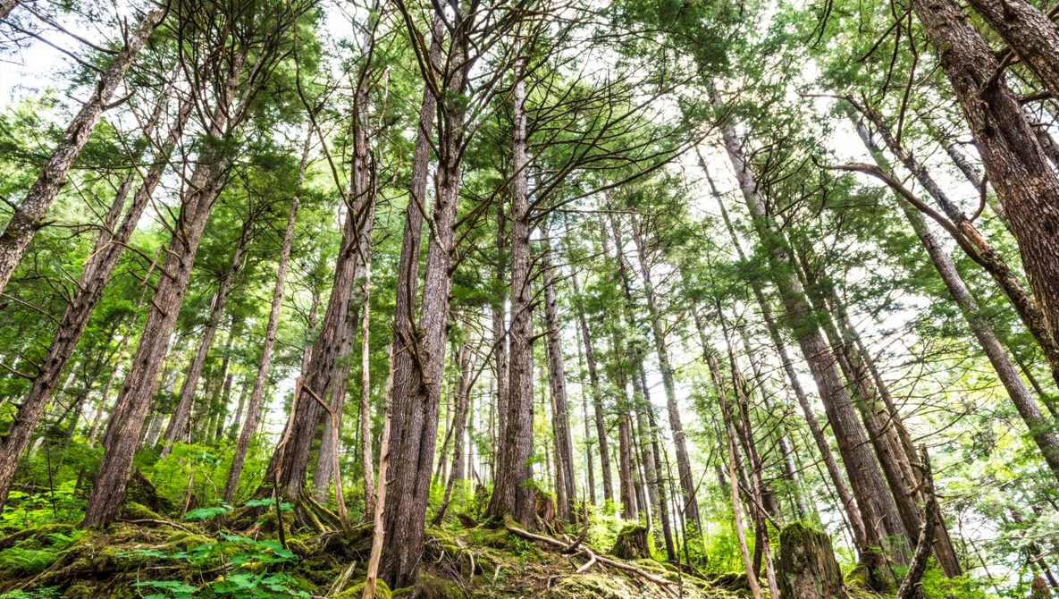 Watch Try This Technique With Your Woodland Images on YouTube.