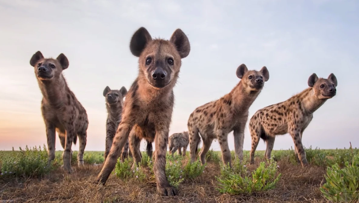 Watch Wildlife photographer Will Burrard-Lucas creates technology to capture dangerous & elusive animals on YouTube.