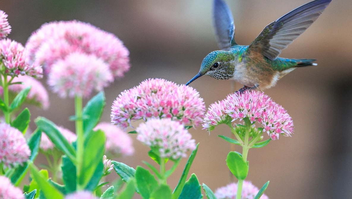 Watch How to photograph wild birds with Simon Roy on YouTube.