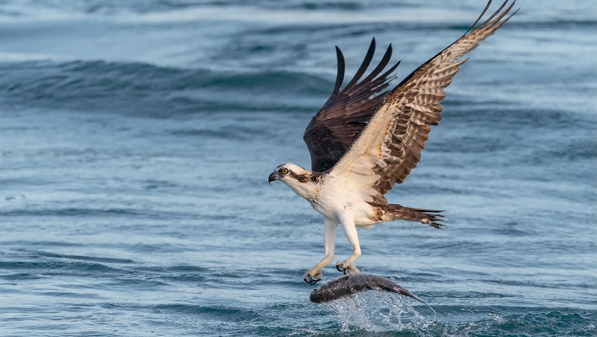 Watch Sony A9 - Sony 100-400 - First Few Weeks from a Nikon Shooter on YouTube.