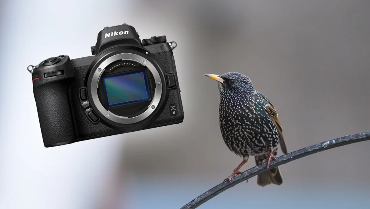 Watch Bird Photography with the Nikon Z6 | Wildlife Photography Review on YouTube.