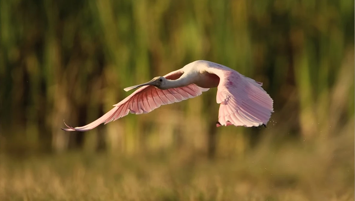 Watch Florida Everglades Photography Part 1   Wild Photo Adventures on YouTube.