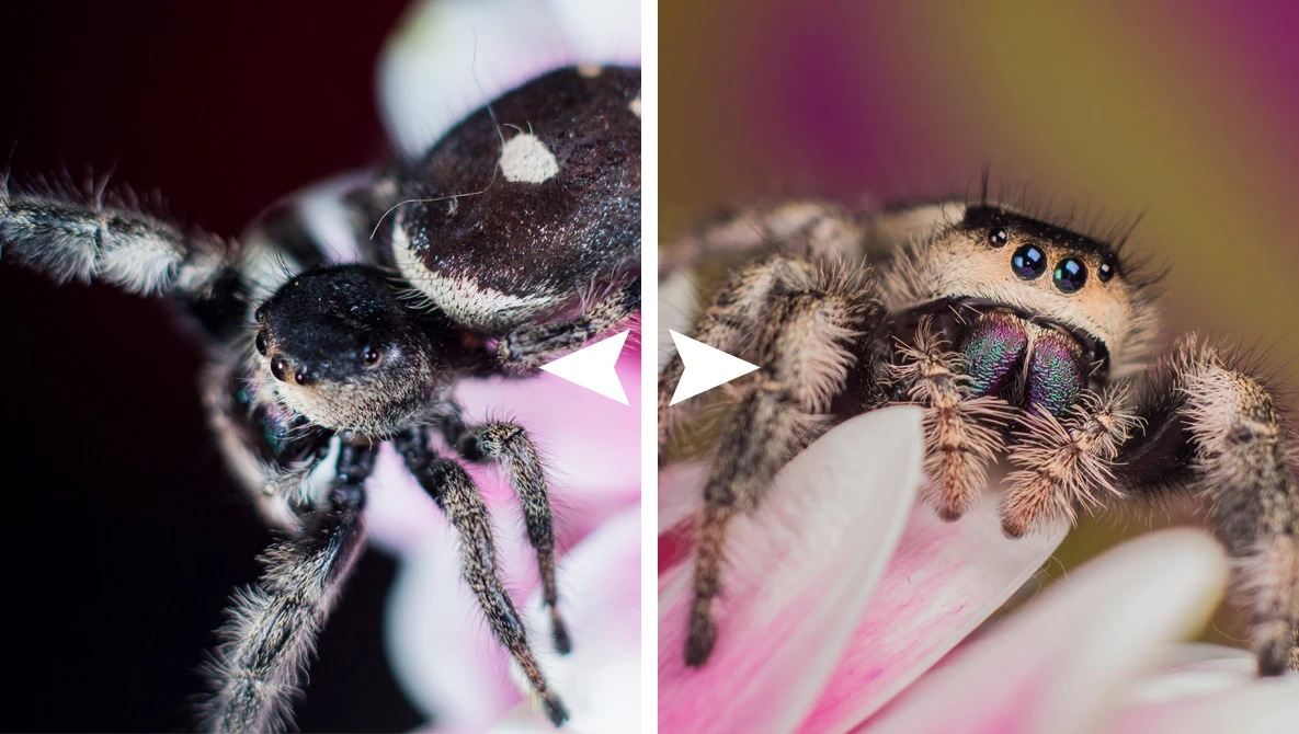 Watch 5 tips for better macro photography on YouTube.