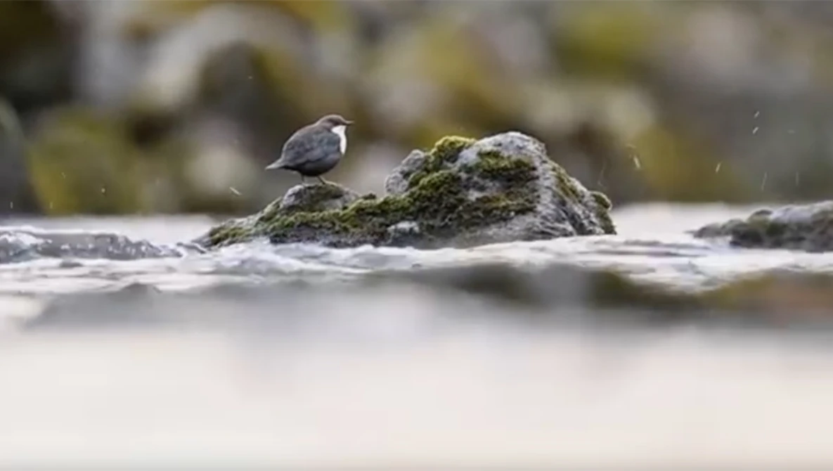 Watch Finding the right background I WILDLIFE PHOTOGRAPHY on YouTube.