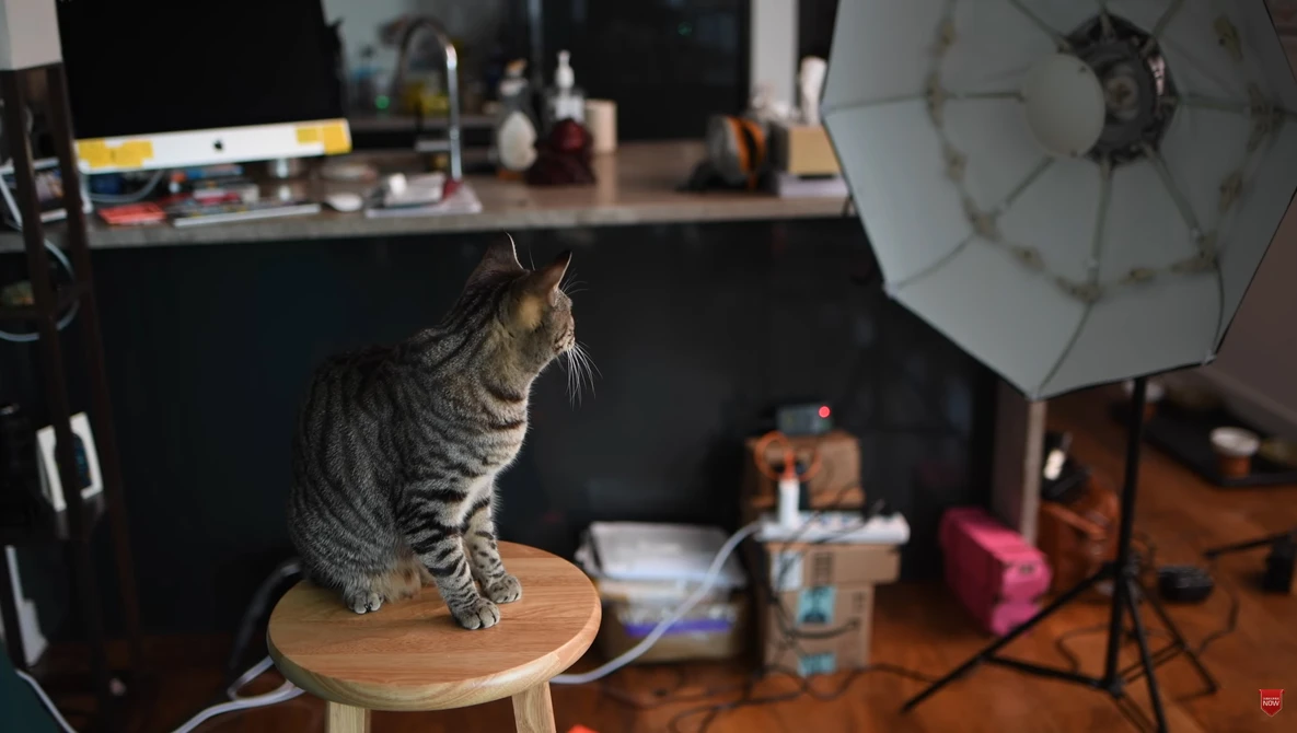 Watch Pet Photography 101 on YouTube.