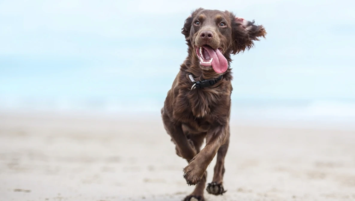 Watch Dog Photography in 90 SECONDS | Photography Tips on YouTube.