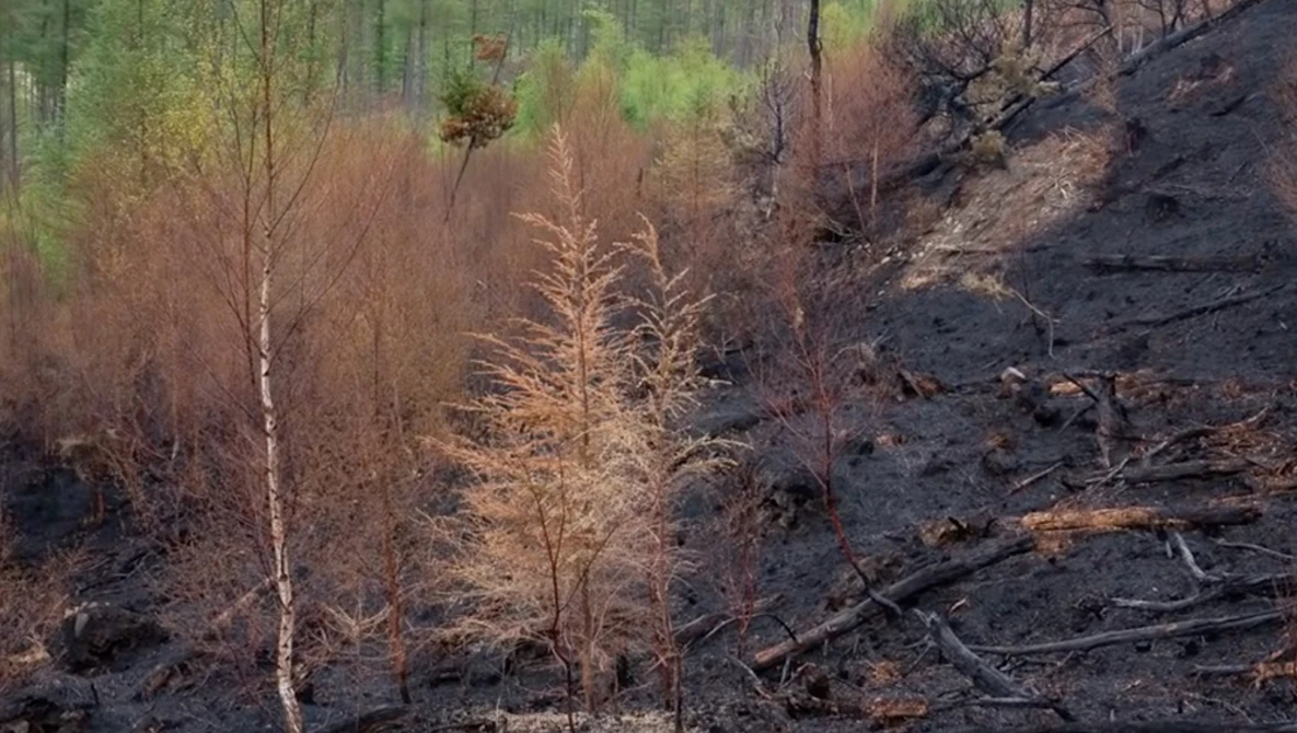 Watch Woodland Fire - Aftermath Photography on YouTube.
