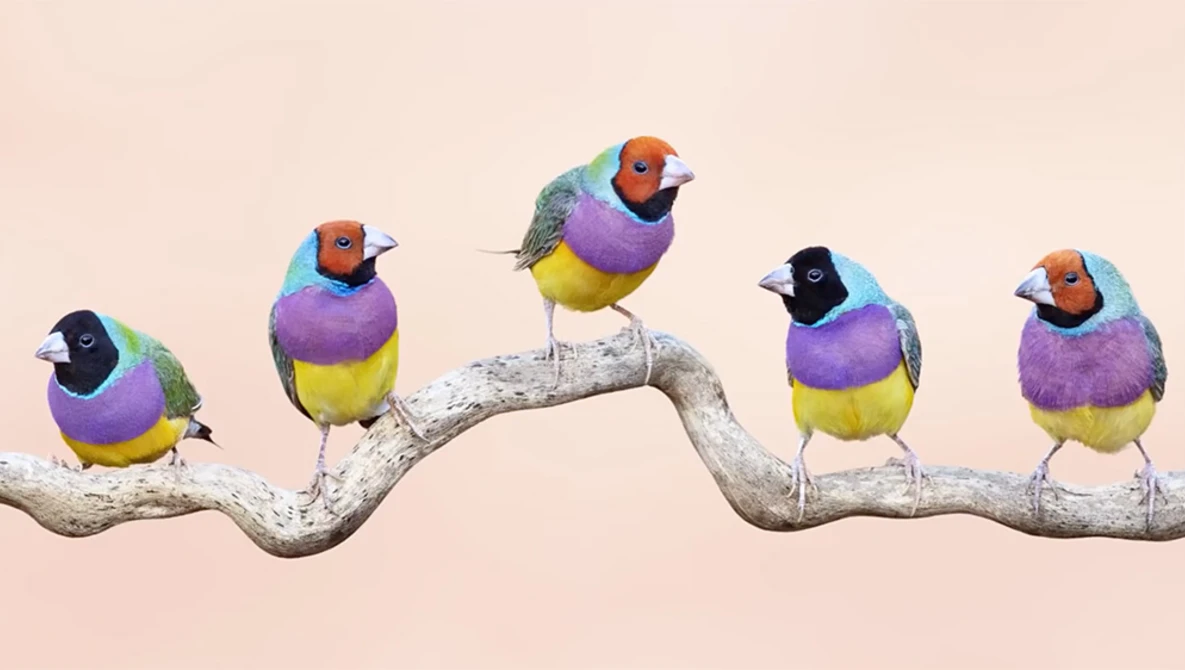 Watch How to get amazing Backgrounds - Bird Photography Secrets Revealed - Jan Wegener Vlog - on YouTube.