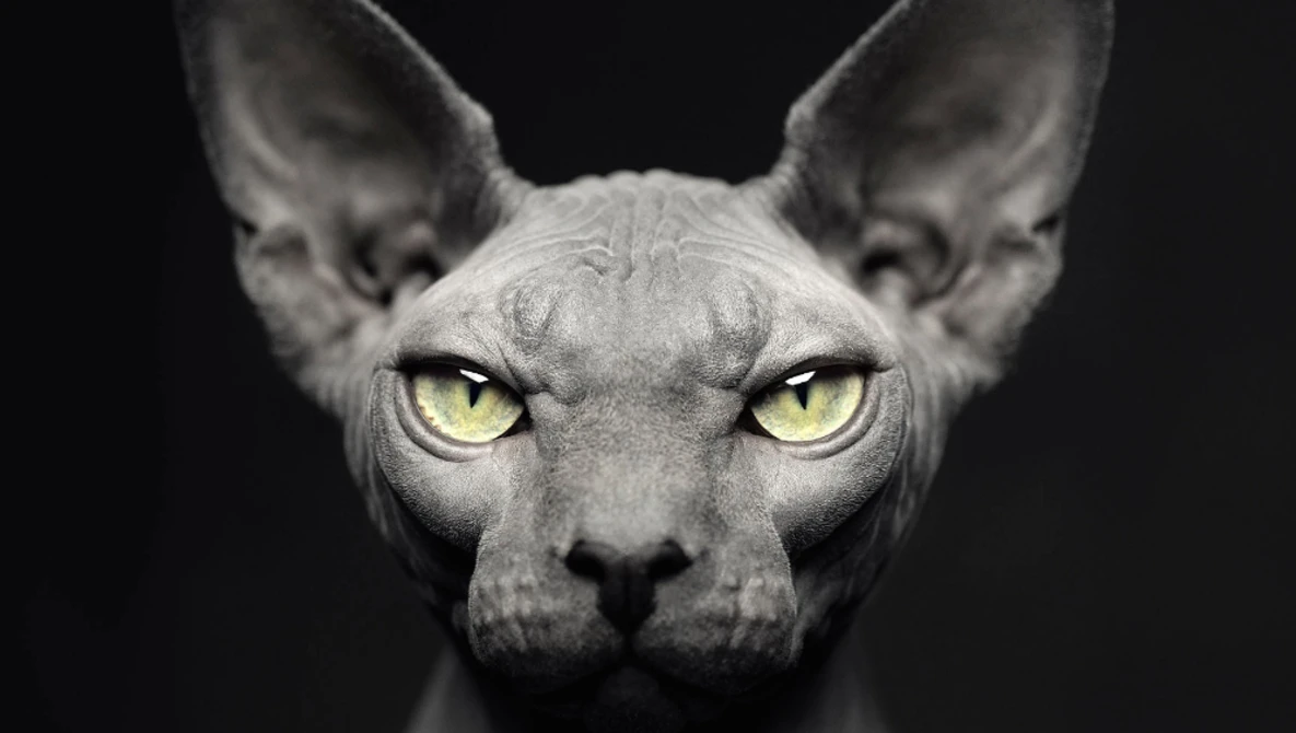 Watch How to shoot animal portraits feat. Vincent Lagrange on YouTube.