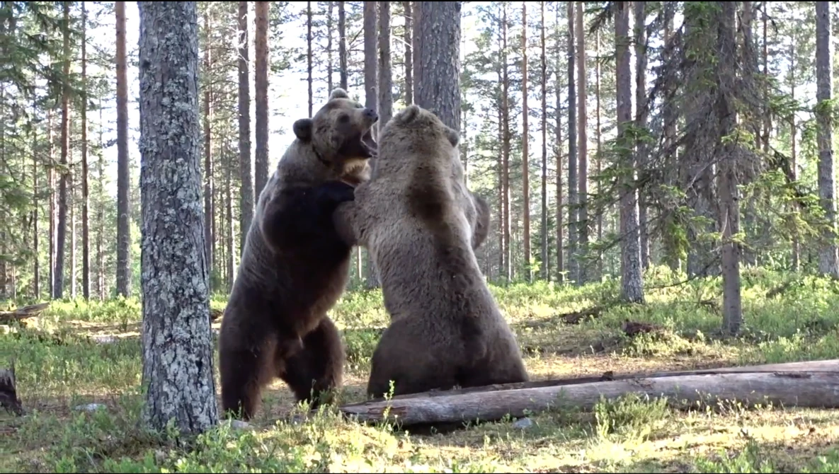 Watch Best Bear fight ever! on YouTube.