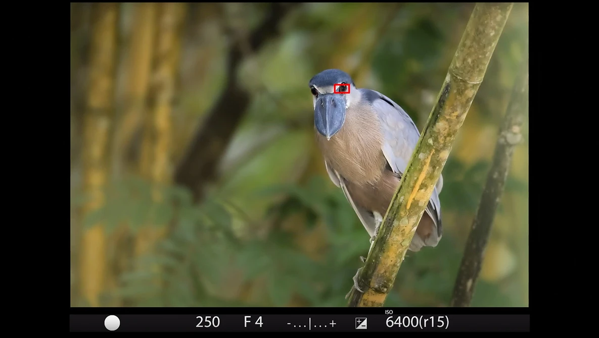 Watch The "False Positive" Autofocus Trap on YouTube.