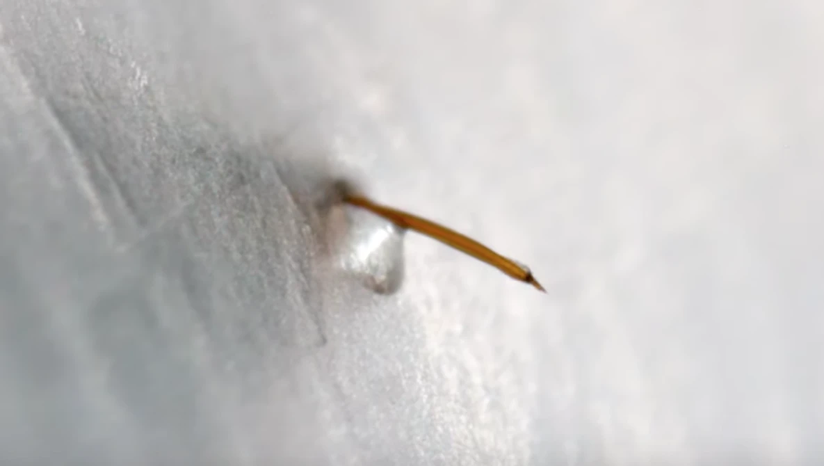 Watch Venom Injection: How Ant Stingers Work! on YouTube.