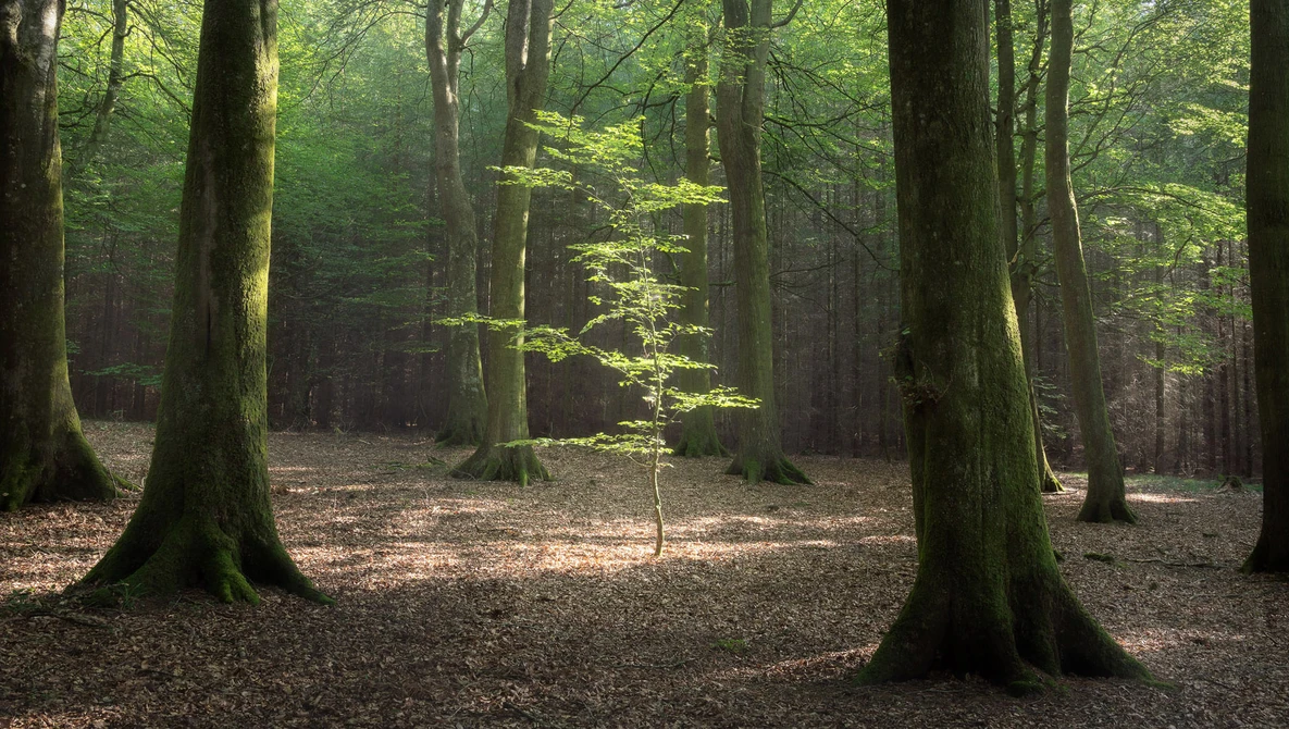 Watch BEAUTIFUL SUMMER Woodland Photography in Denmark | Tales from the Forest - Episode 1 on YouTube.