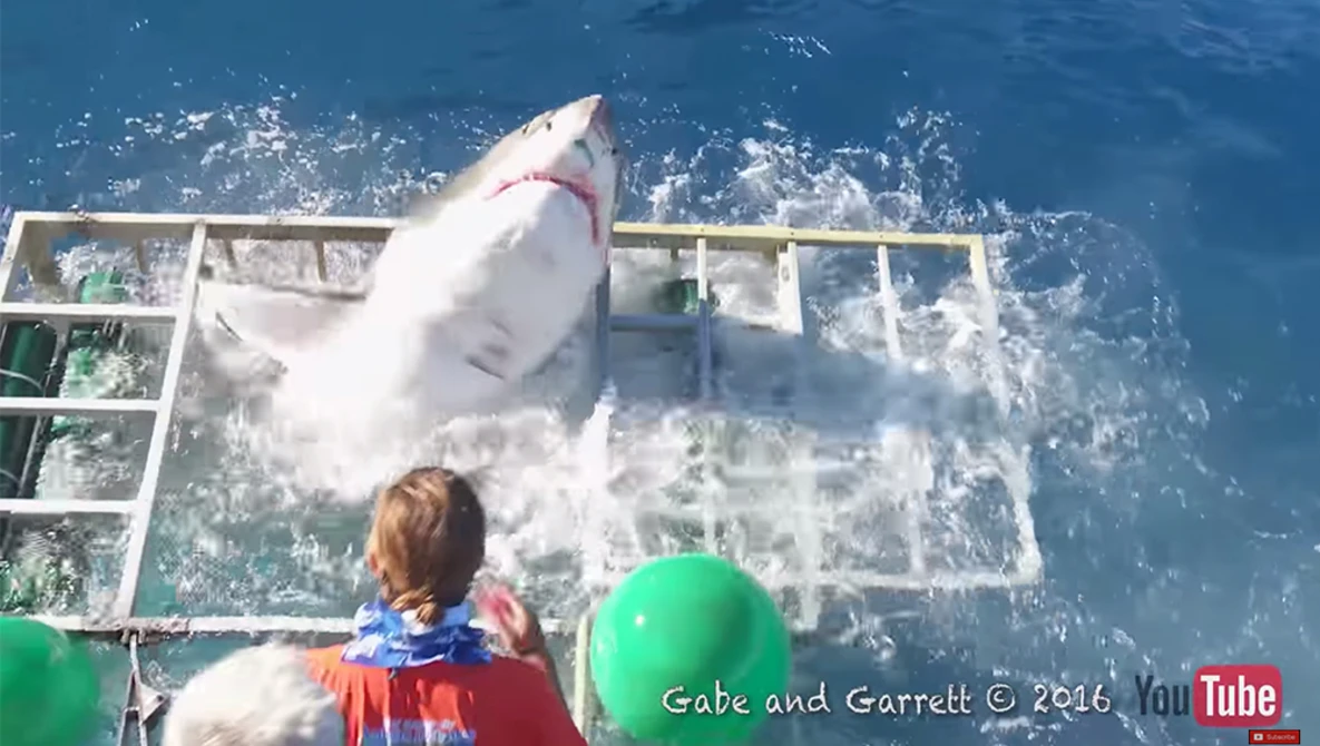 Watch Great White Shark Cage Diving Breach Accident (Original) on YouTube.