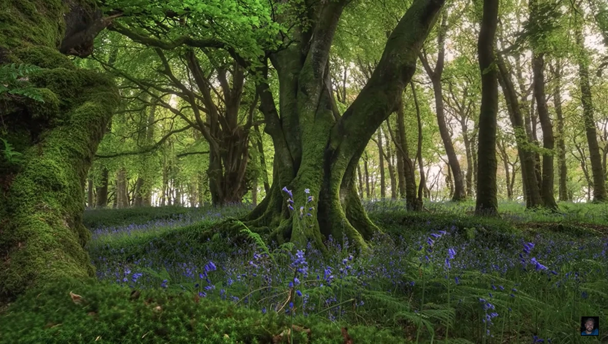 Watch How to Photograph Trees and Forests on YouTube.