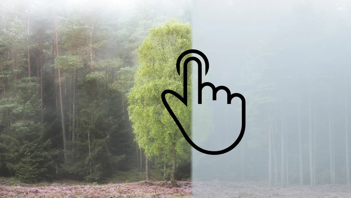 Watch FOGGY Woodland Photography in Denmark | Tales from the Forest - Episode 2 on YouTube.