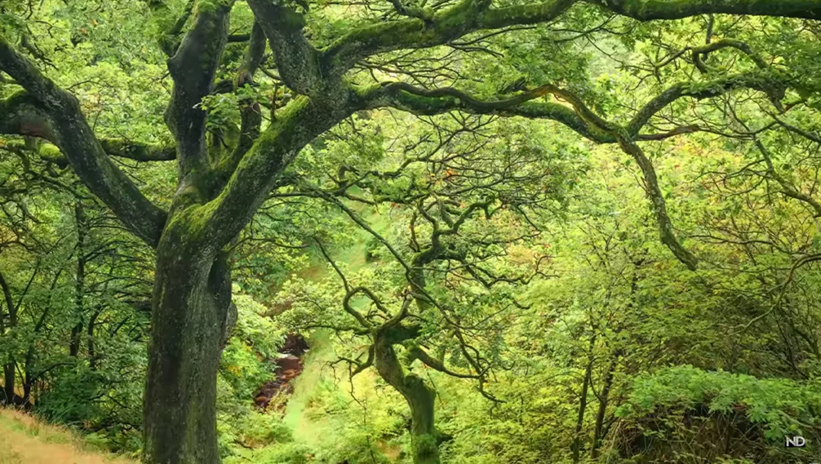 Watch PHOTOGRAPHY PLANNING for BETTER AUTUMN PHOTOS on YouTube.