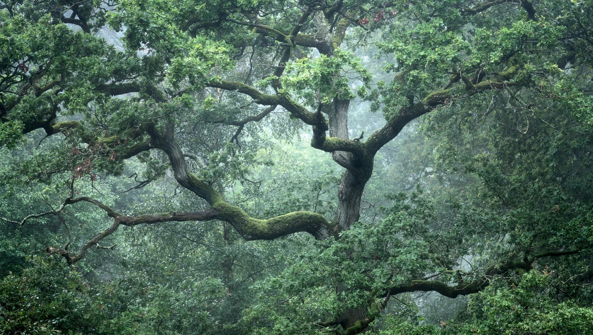 Watch GNARLY Foggy Woodland Photography in Denmark | Tales from the Forest - Episode 3 on YouTube.