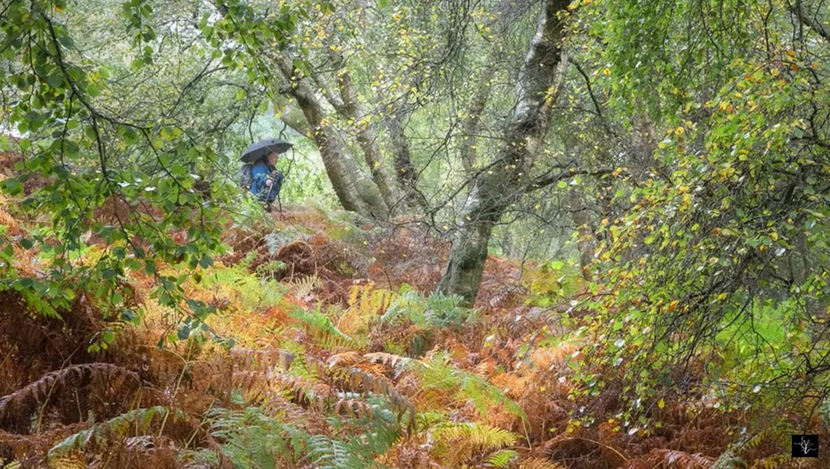 Watch Photography in the Rain  - Why I love it on YouTube.