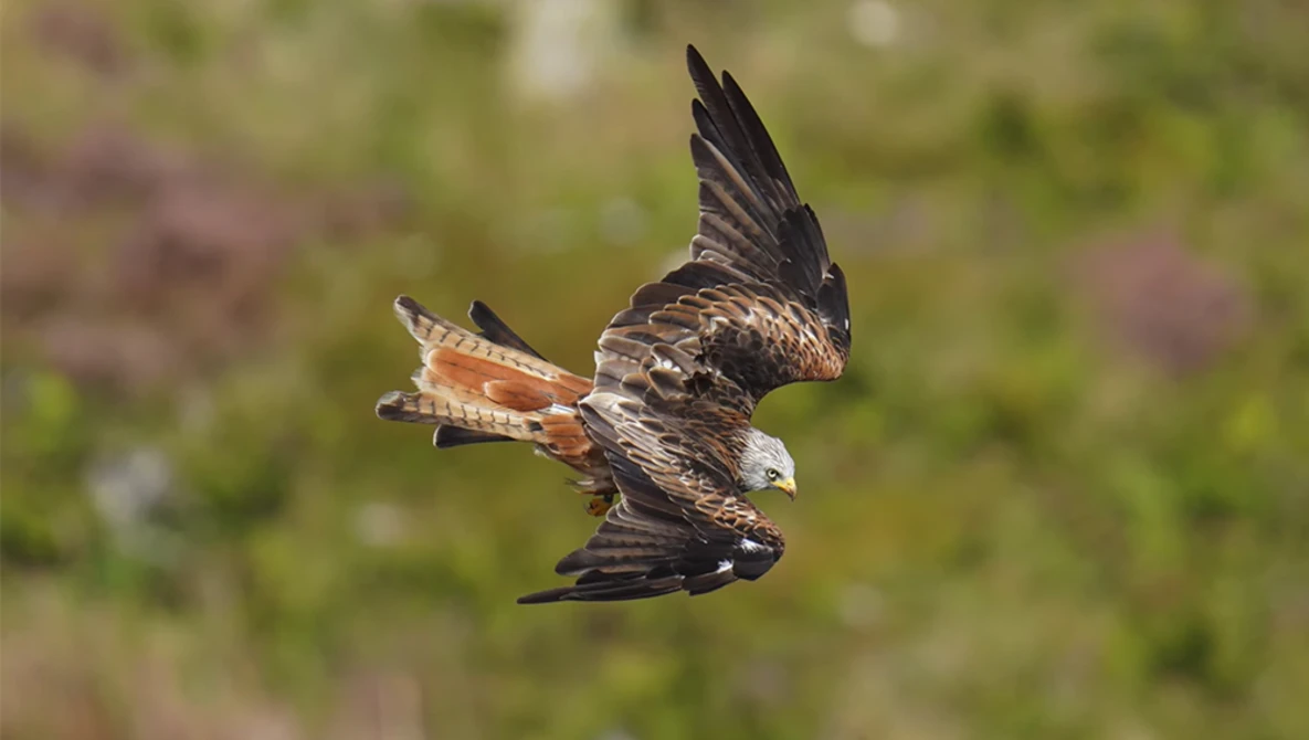 Watch Sony 200-600 vs 100-400 AF Keeper Test with 4 Cameras Tested on YouTube.