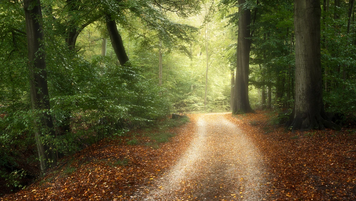 Watch 5 TIPS for FOREST photography on YouTube.
