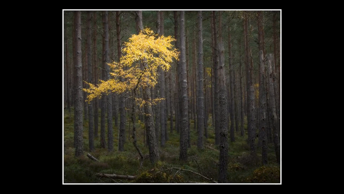 Watch Photography in the Woods | Autumn Colour on YouTube.