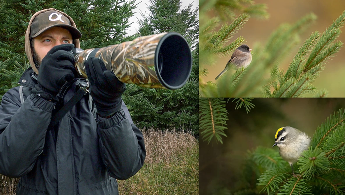 Watch Sony a7R IV 200-600mm Bird Photography: Dark-eyed Juncos and Golden-crowned Kinglets on YouTube.