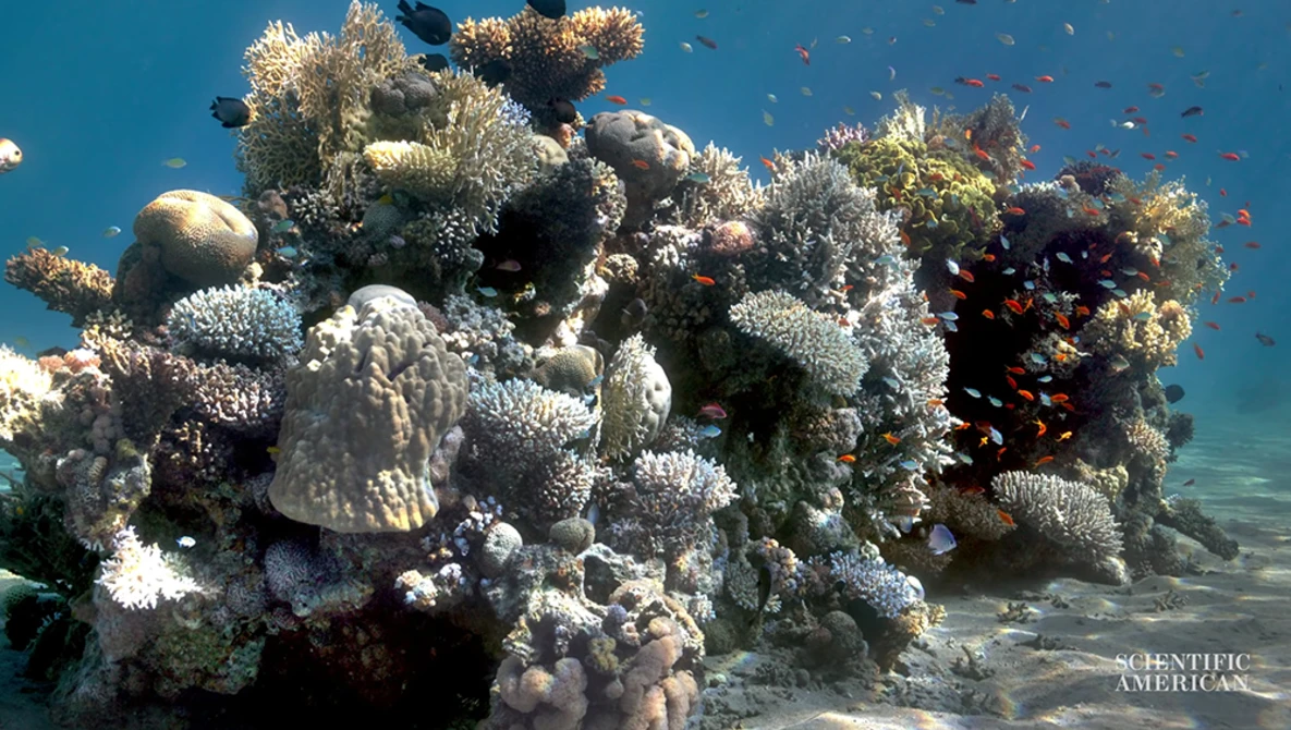 Watch This researcher created an algorithm that removes the water from underwater images on YouTube.