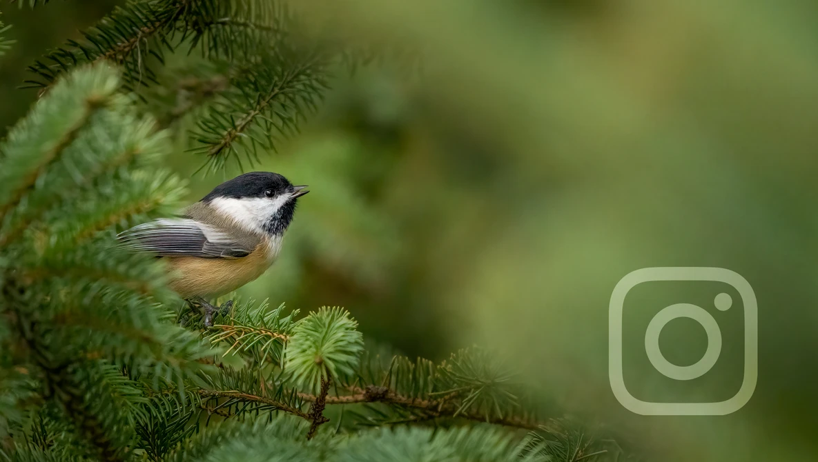 Watch Hidden Truths About Wildlife Photography on Instagram: Reminders and Tips for the Self-Doubters on YouTube.