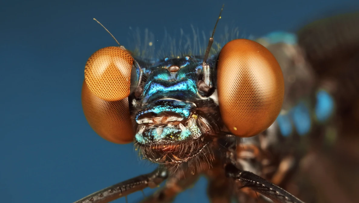Watch Mastering Macro Photography: The Complete Shooting and Editing Tutorial on YouTube.