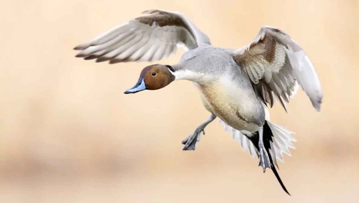 Watch The 7 Elements of the Perfect Bird Image - Bird Photography Secrets Revealed - Jan Wegener Vlog on YouTube.