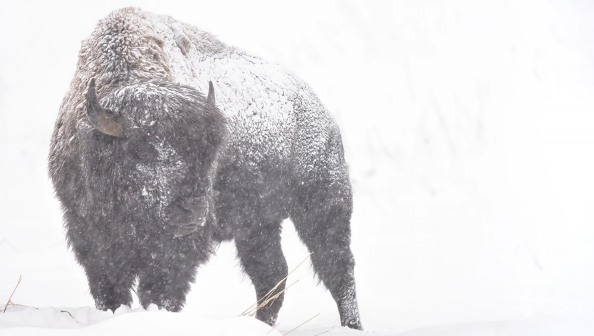 Watch Adapting Wildlife Lenses to Sony Cameras: Sigma 60-600mm f/4.5-6.3 DG OS HSM Sports Lens Review on YouTube.