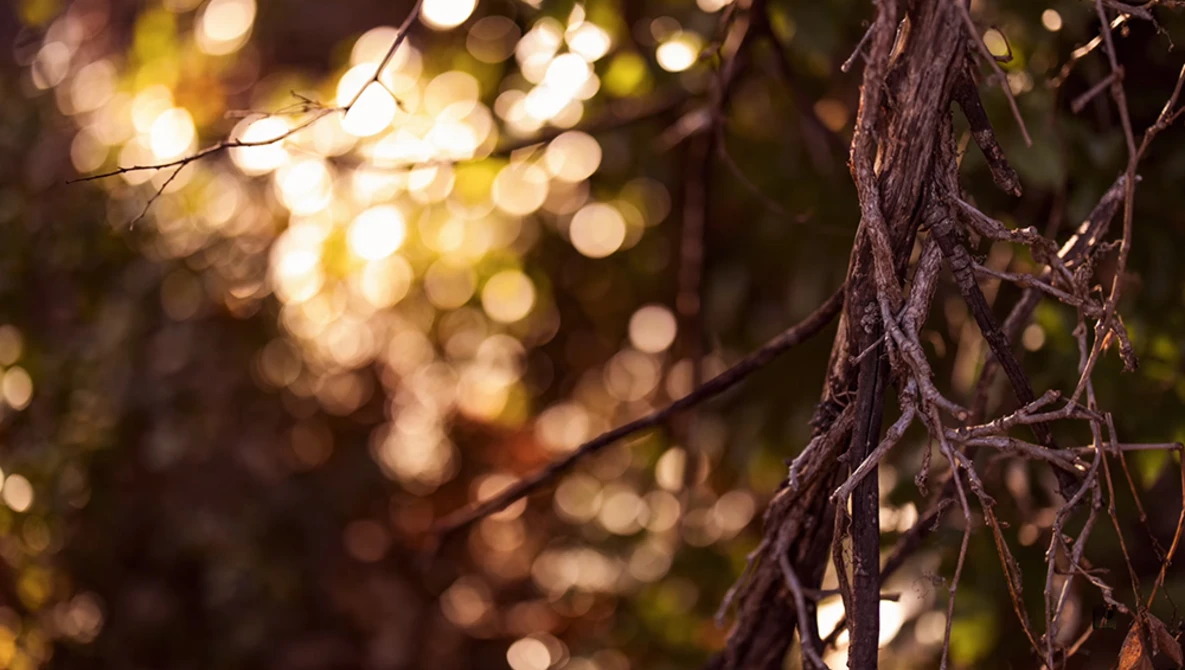 Watch The ULTIMATE Canon lens? :: RF 50mm f/1.2 L on YouTube.