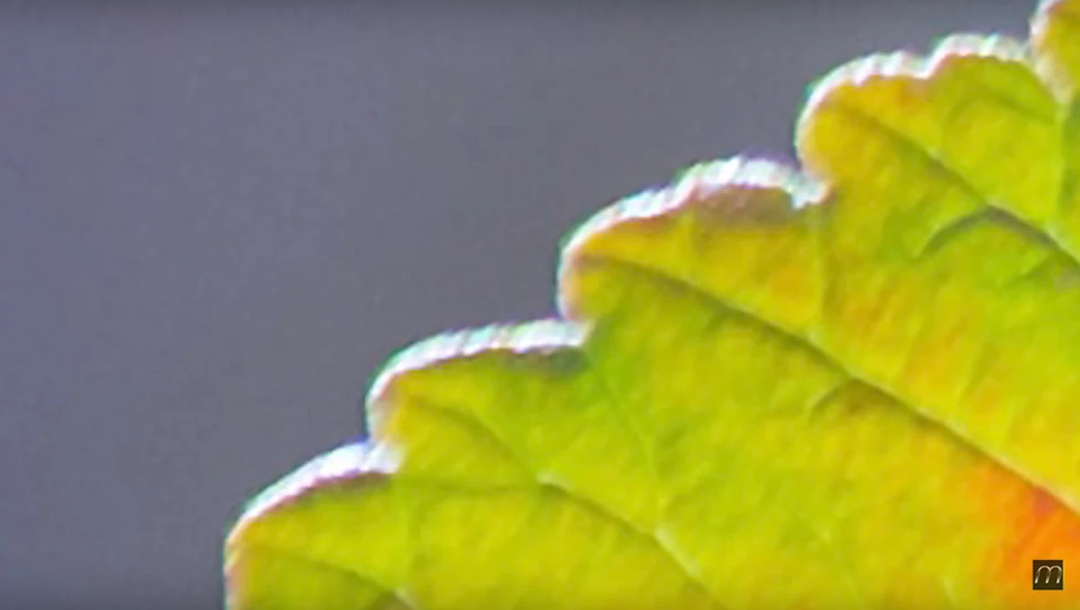 Watch When Good Lenses Go Bad - Chromatic Aberration - How to Test & Fix on YouTube.