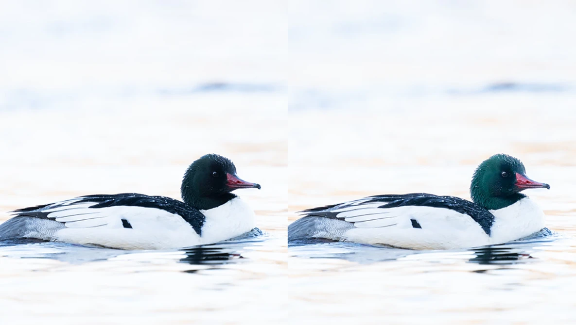 Watch Bird Photography Photo Editing: How to Recover Colors In Lightroom and Photoshop on YouTube.
