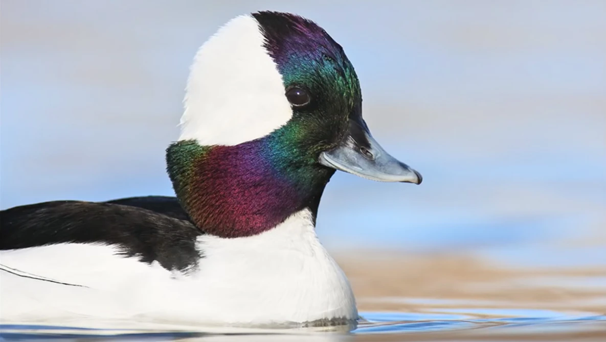 Watch 7 Elements that make you a great Bird Photographer - Bird Photography Secrets Revealed - Jan Wegener on YouTube.