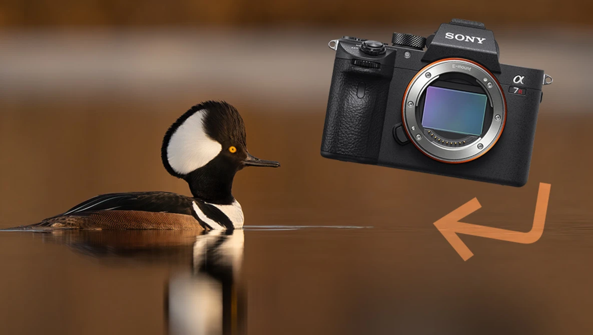 Watch I Went Back to the a7R III on YouTube.