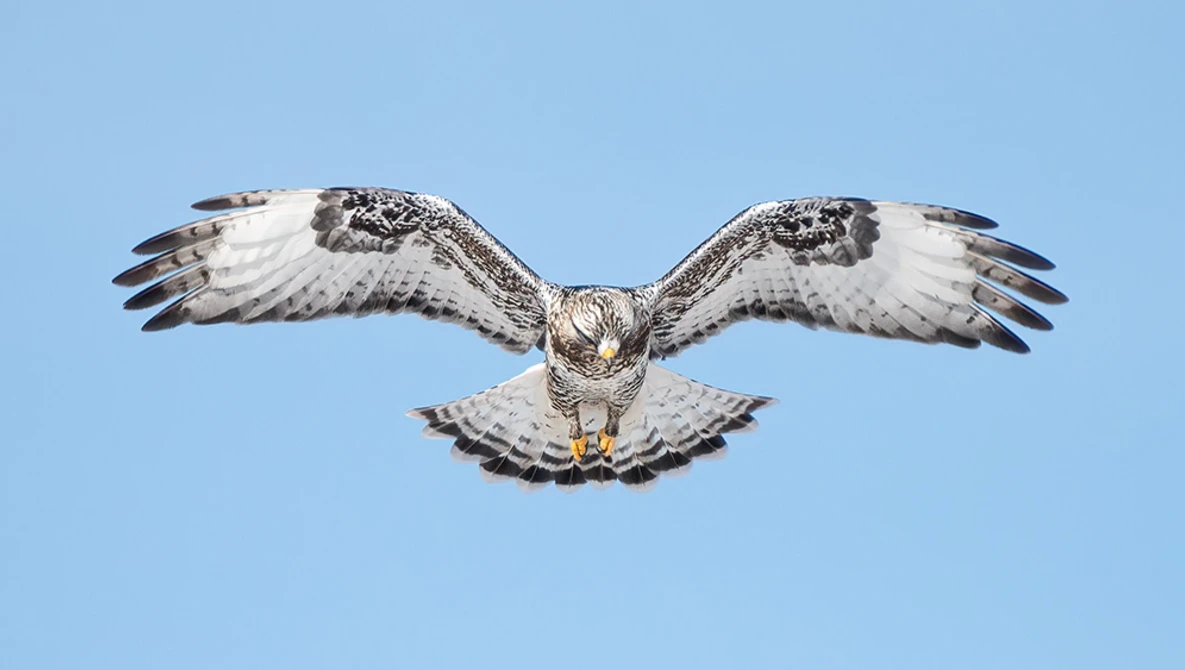 Watch Rough-legged Hawks Bird Photography: Wildlife Behind the Scenes With the Sony a7R IV 200-600mm on YouTube.