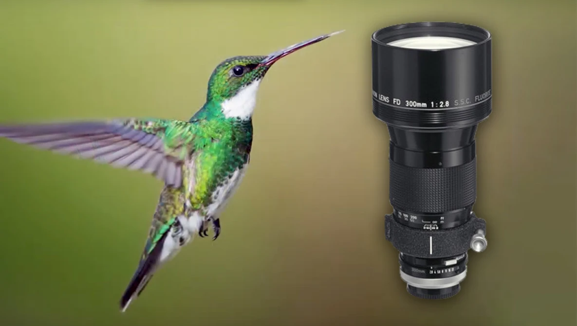 Watch Canon FD 300mm 2.8 fluorite for wildlife on mirrorless on YouTube.