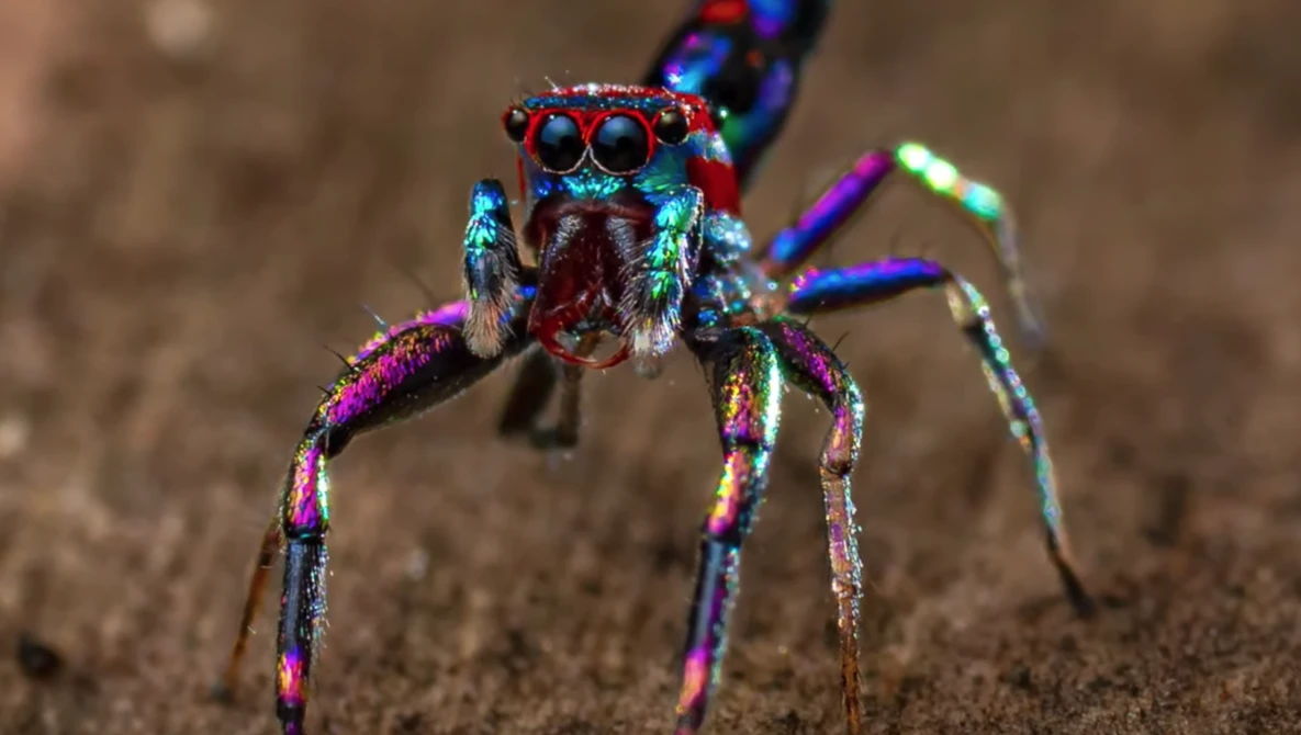Watch Splendorous Spider! Check out These Gorgeous Shot of a Multi-Colored Spider! on YouTube.