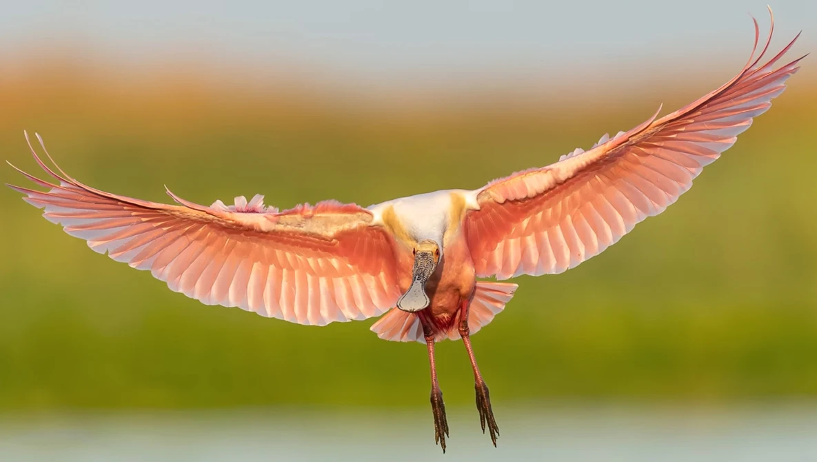 Watch Beautiful Bird in Flight Photography  - Roseate Spoonbills, Egrets, Herons and Osprey in Florida on YouTube.