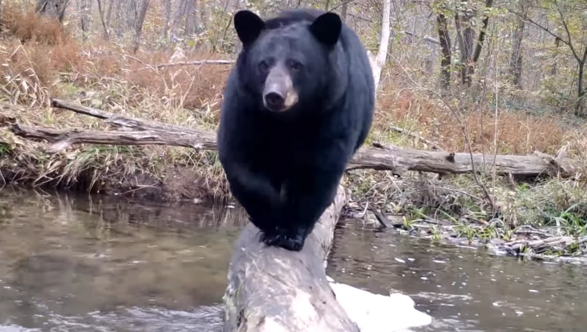 Watch Pennsylvania man captures all walks of life crossing log bridge on YouTube.