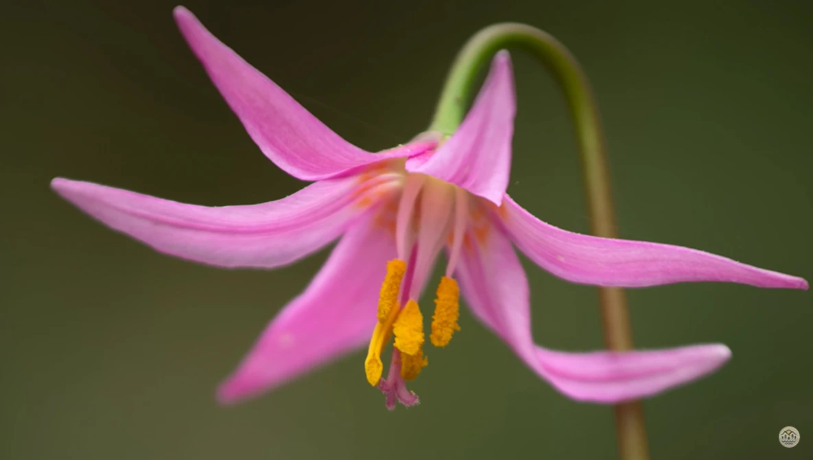 Watch Photographing Spring Wildflowers on YouTube.