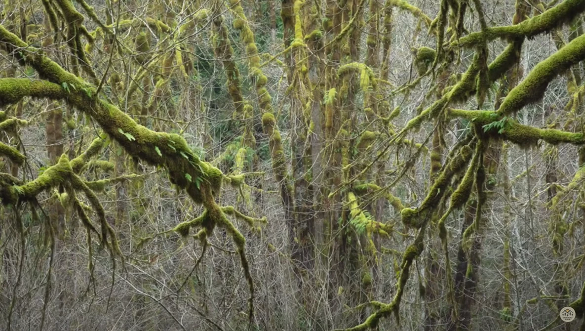 Watch Spring Photography in the Woods on YouTube.