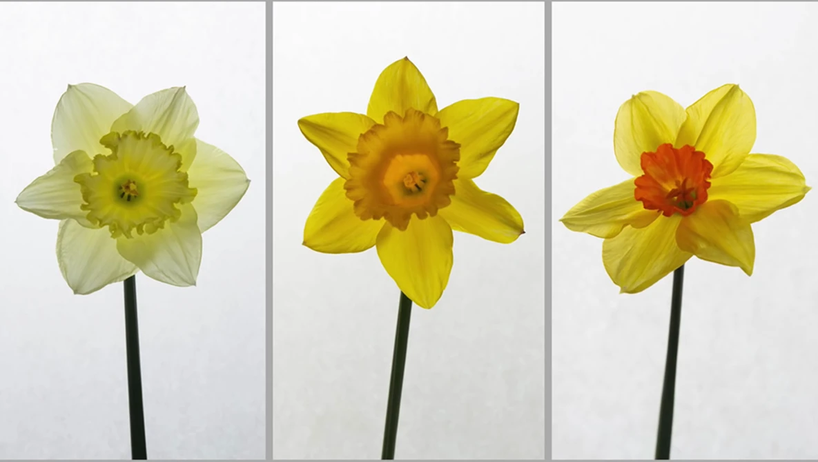 Watch How to Photograph Flowers on YouTube.
