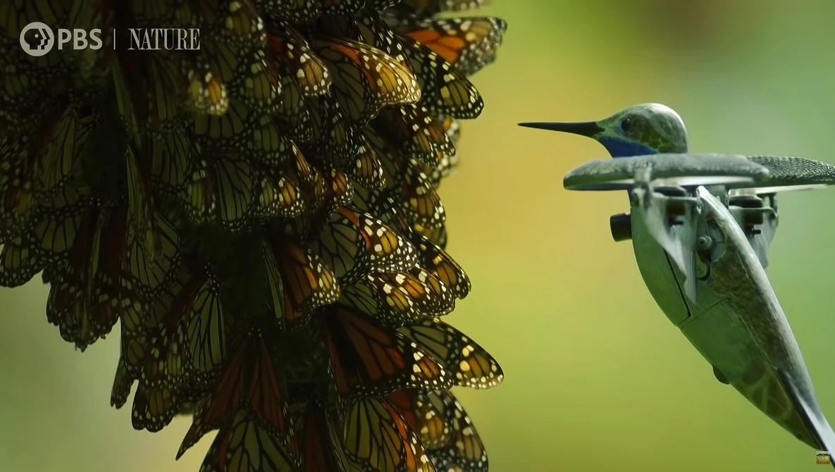 Watch Watch a Breathtaking Monarch Butterfly Swarm on YouTube.