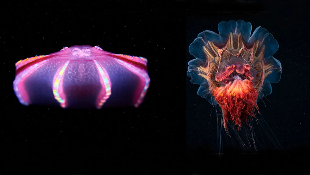 Marine Biologist Captures 'Sea Angels' Deep in the Ocean | Fstoppers