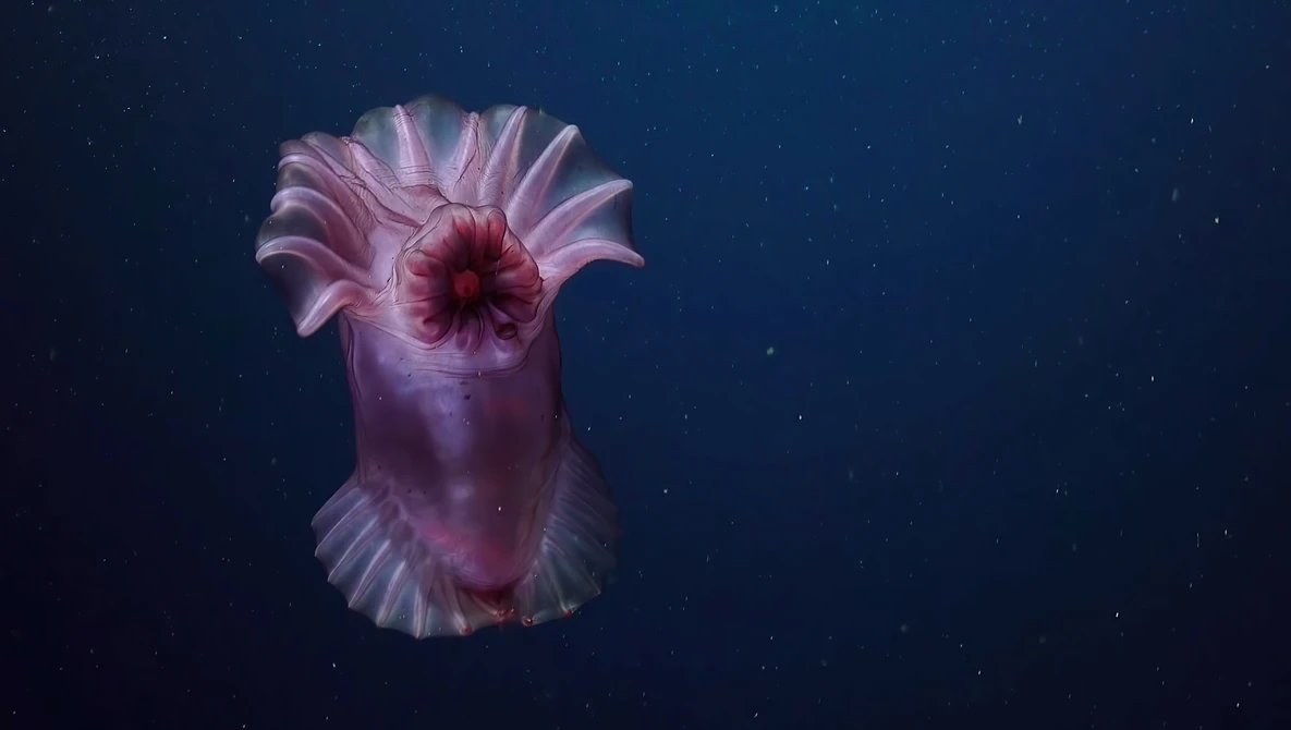 Watch Illuminating Biodiversity of the Ningaloo Canyons - 4K ROV Highlights on YouTube.