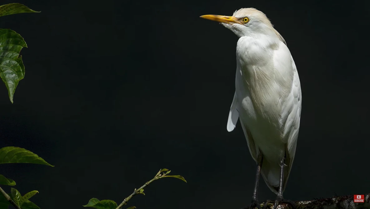 Watch Sony 100-400 GM vs 200-600 G (3 weeks in Ecuador) on YouTube.