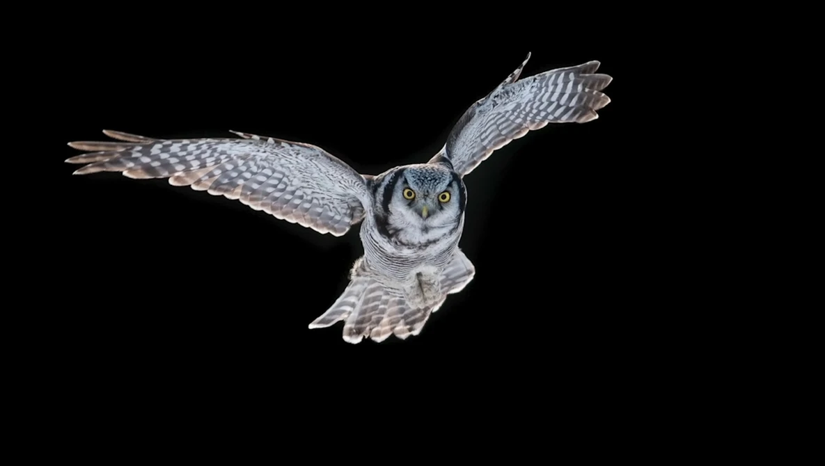 Watch The importance of background in WILDLIFE PHOTOGRAPHY on YouTube.